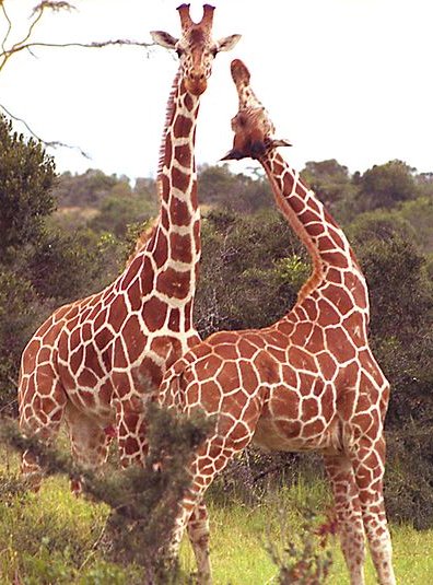 Giraffe Tallest Animal Golden Monogram