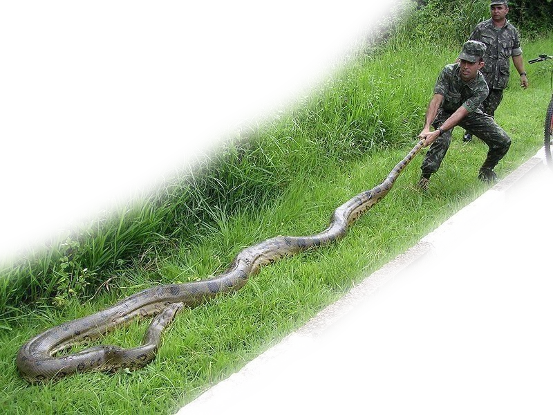 Biggest Green Anaconda Ever Found