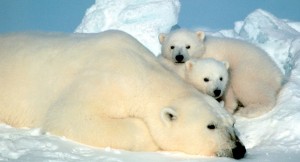 Polar Bear Mother And Cubs